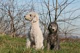 BEDLINGTON TERRIER 102